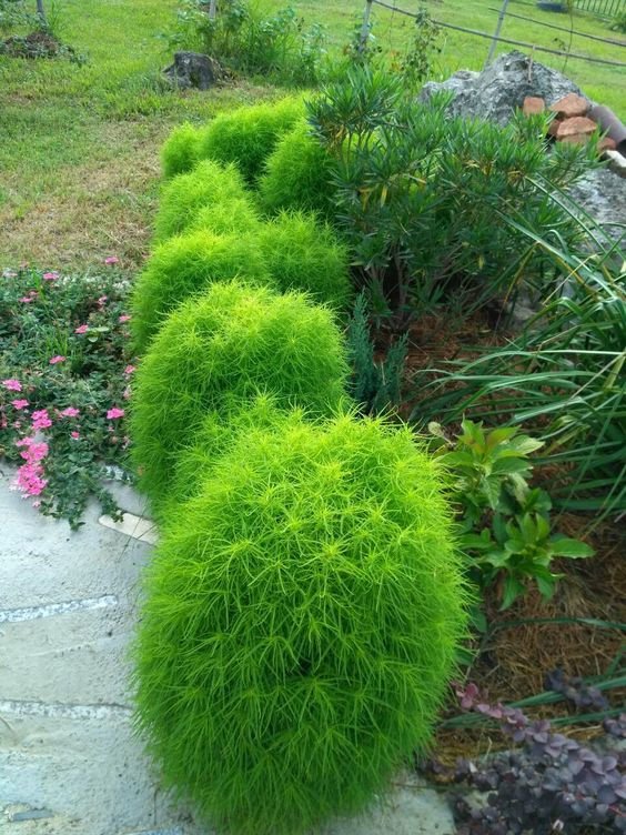 Kochia Plant (Bassia Scoparia / Live Burning Bush Outdoor Ornamental Plant)