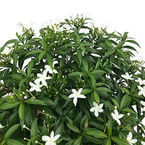 Chandni Plant (Tabernaemontana Divaricata / Live Crape Jasmine Outdoor Flowering Shrub)