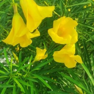 Yellow Oleander Plant (Cascabela Thevetia / Nerium Oleander Live Outdoor Yellow Kaner Plant)
