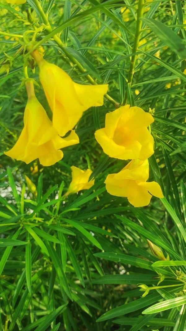 Yellow Oleander Plant (Cascabela Thevetia / Nerium Oleander Live Outdoor Yellow Kaner Plant)