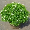 Chandni Plant (Tabernaemontana Divaricata / Live Crape Jasmine Outdoor Flowering Shrub)