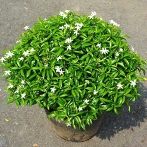 Chandni Plant (Tabernaemontana Divaricata / Live Crape Jasmine Outdoor Flowering Shrub)