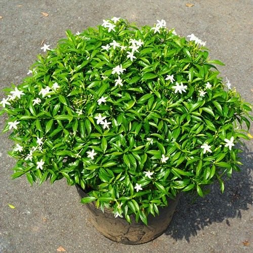 Chandni Plant (Tabernaemontana Divaricata / Live Crape Jasmine Outdoor Flowering Shrub)