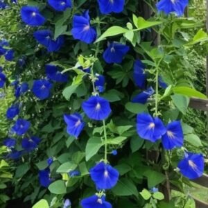 Aparajita Plant (Clitoria Ternatea / Blue Pea Live Flowering Climber)