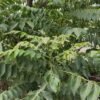 Kadi Patta / Curry Leaf Plant (Murraya Koenigii / Meetha Neem Live Culinary Plant)