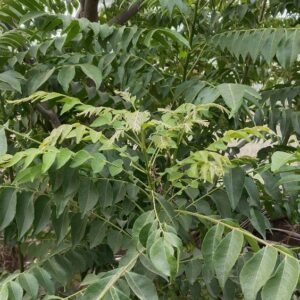 Kadi Patta / Curry Leaf Plant (Murraya Koenigii / Meetha Neem Live Culinary Plant)
