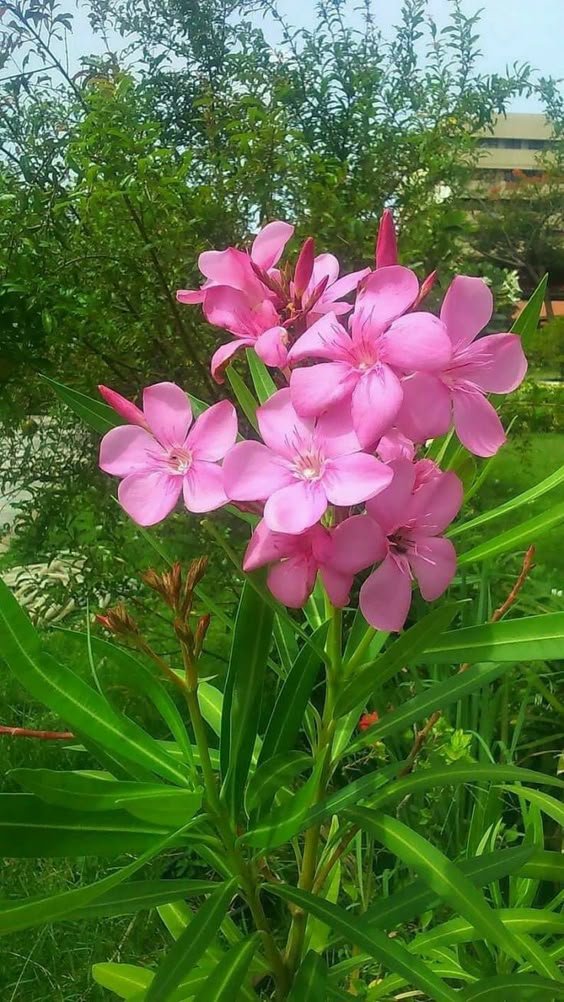 Pink Oleander Plant (Nerium Oleander / Live Outdoor Pink Kaner Flowering Shrub)