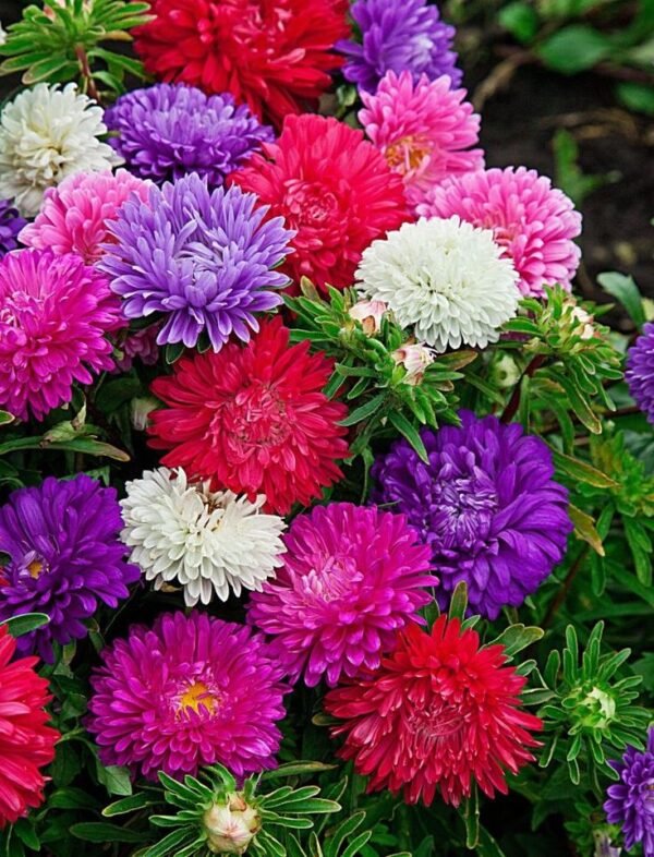 Aster Aster Plant (Callistephus Chinensis / Live Daisy-Like Outdoor Flowering Plant)