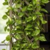 Money Plant