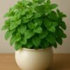 mint Mint Plant (Mentha spp. / Live Aromatic Kitchen Herb)