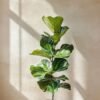 Fiddle Leaf Fig (Ficus lyrata Live Indoor Plant)