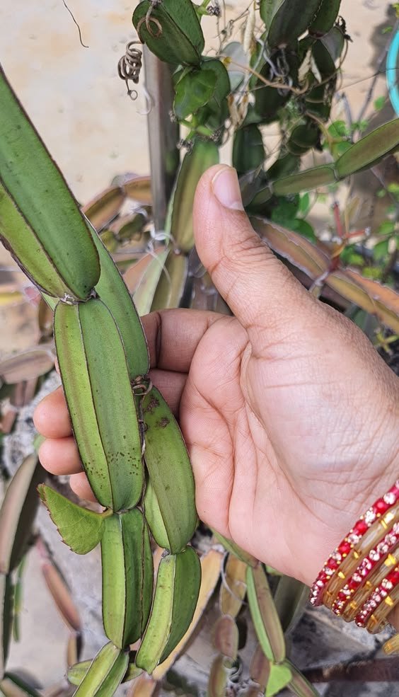 Hadjod Plant (Cissus Quadrangularis / Live Bone Setter Medicinal Vine)