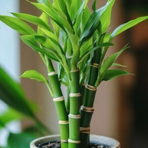 Lucky Bamboo Plant (Dracaena Sanderiana / Live Feng Shui Indoor Plant)