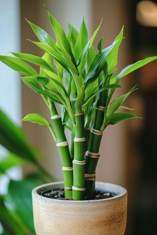 lucky-bamboo Lucky Bamboo Plant (Dracaena Sanderiana / Live Feng Shui Indoor Plant)