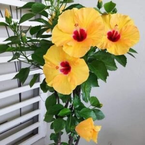 Variegated Hibiscus Plant (Hibiscus Rosa-Sinensis / Live Outdoor Dual-Tone Foliage Gudhal Plant)
