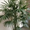 Rhapis Palm / Lady Palm (Raphis Live Indoor & Outdoor Plant)