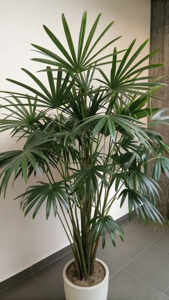 Rhapis Palm / Lady Palm (Raphis Live Indoor & Outdoor Plant)