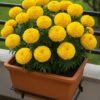 Marigold Plant (Tagetes Erecta / Genda Phool Live Outdoor Flowering Plant)