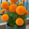 Marigold Plant (Tagetes Erecta / Genda Phool Live Outdoor Flowering Plant)