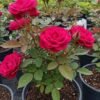 rose Rose Plant (Rosa spp. / Live Outdoor Blooming Shrub Plant)