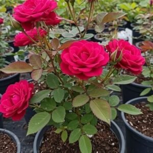 Rose Plant (Rosa spp. / Live Outdoor Blooming Shrub Plant)