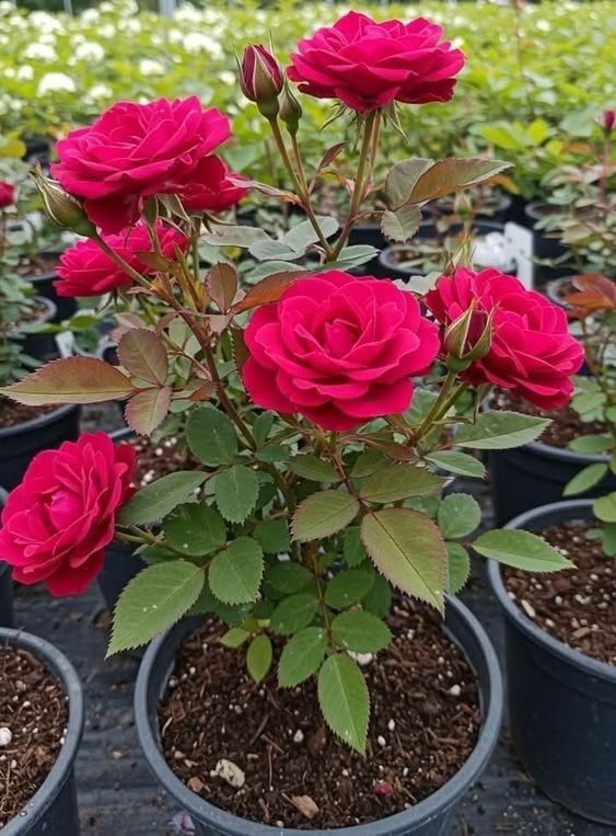 rose Rose Plant (Rosa spp. / Live Outdoor Blooming Shrub Plant)