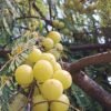 amla Amla Plant (Phyllanthus Emblica / Indian Gooseberry Live Medicinal Plant)