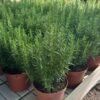 rosemary-plant Rosemary Plant (Salvia Rosmarinus / Live Aromatic Culinary & Medicinal Herb)