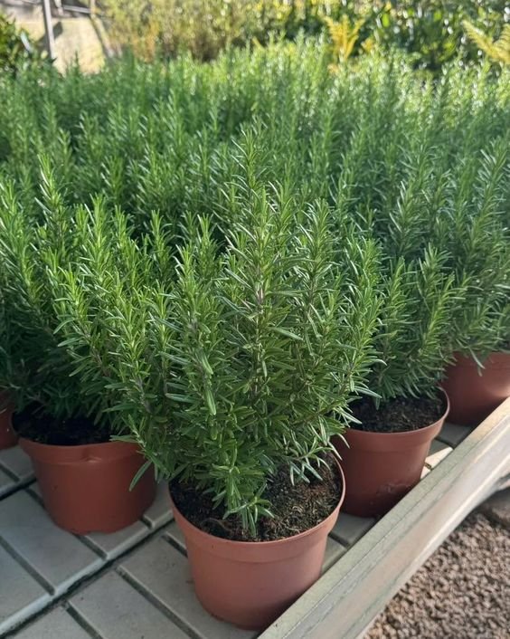 rosemary-plant Rosemary Plant (Salvia Rosmarinus / Live Aromatic Culinary & Medicinal Herb)