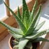 Aloe Vera Plant (Aloe Barbadensis / Live Natural Medicinal Succulent)