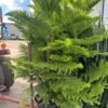 Araucaria Plant Araucaria Plant (Araucaria Heterophylla / Christmas Tree Live Indoor & Outdoor Conifer)