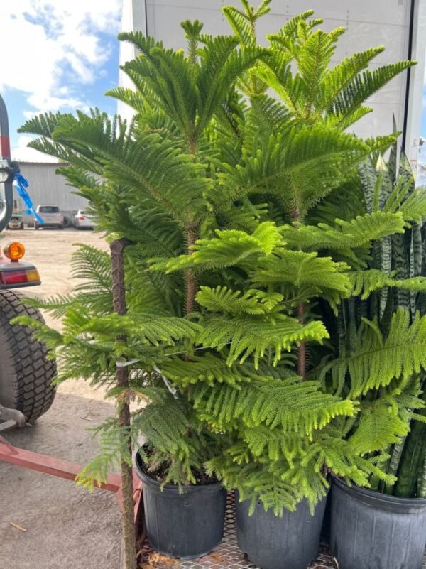 Araucaria Plant Araucaria Plant (Araucaria Heterophylla / Christmas Tree Live Indoor & Outdoor Conifer)