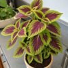 coleus Coleus Plant (Solenostemon Scutellarioides / Live Multicolor Foliage Plant)