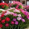 Dianthus Plant (Dianthus Chinensis / Live Sweet William Outdoor Flowering Plant)