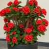 Crown of Thorns Plant (Euphorbia Milii / Live Flowering Succulent Shrub)