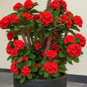 Crown of Thorns Plant (Euphorbia Milii / Live Flowering Succulent Shrub)