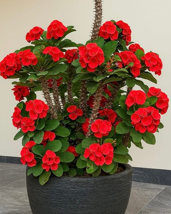 Crown of Thorns Plant (Euphorbia Milii / Live Flowering Succulent Shrub)