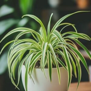 Spider Plant (Chlorophytum Comosum / Live Air-Purifying Indoor Plant)