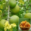 IMG-3352 Bael Plant (Aegle marmelos)