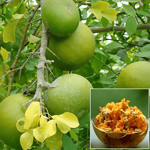 IMG-3352 Bael Plant (Aegle marmelos)