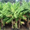 Musa-Banana-2 Banana Plant (Musa paradisiaca)