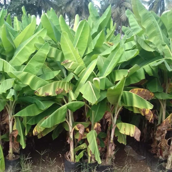 Musa-Banana-2 Banana Plant (Musa paradisiaca)