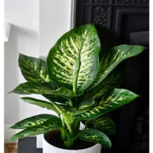 Dieffenbachia