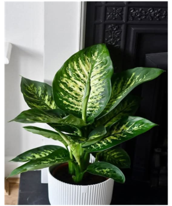 Dieffenbachia
