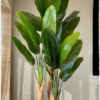 Bird of Paradise Bird of Paradise (Strelitzia Nicolai Live Indoor Plant)
