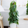 Oxypetalum Oxypetalum Coeruleum (Air-Purifying Live Indoor Plant)