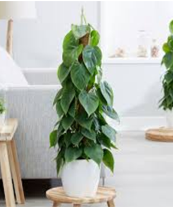 Oxypetalum Oxypetalum Coeruleum (Air-Purifying Live Indoor Plant)