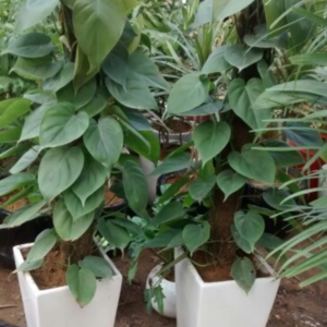 Oxypetalum Coeruleum (Air-Purifying Live Indoor Plant)