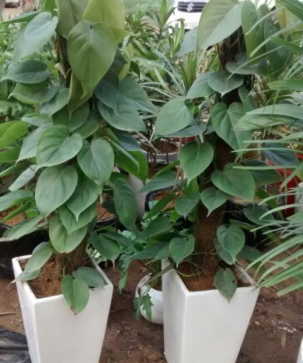 Oxypetalum Oxypetalum Coeruleum (Air-Purifying Live Indoor Plant)