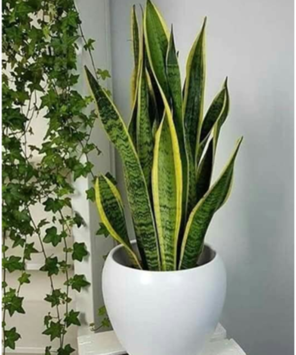 Sansevieria Trifasciata Laurentii (Snake Plant)